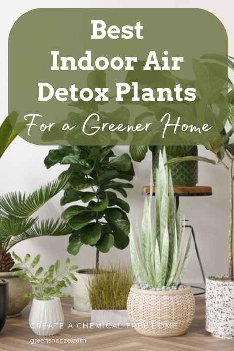 bedroom plants, house plants, indoor air quality, non-toxic cleaning, air detox plants Pet Friendly Air Purifying Plants, Air Purifier Plants, Green Home Ideas, Best House Plants, Sustainable Home Design, Best Air Purifying Plants, Natural Decongestant, Natural Air Purifier, Plants Pet Friendly