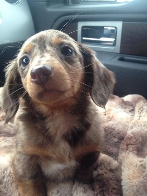 Taking Willow for a ride Dachshund Colors, Afghan Loom, Daschund Puppies, Dapple Dachshund Puppy, Doggie Daycare, Baby Dachshund, Dachshund Puppy Miniature, Psy I Szczenięta, Super Cute Puppies