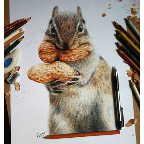 Go nuts!  Its #SquirrelAppreciationDay  Sketch a thoughful rendering.  Pencil works are trending.  Experience the sheer texture from #BruynzeelExpression colour pencil @RoyalTalens1899 Our curated vendor at our January Collection @SmartArtBox http://ow.ly/X5nn30hUvyL Realistic Animal Drawings, Beautiful Pencil Drawings, Crayons Pastel, Color Pencil Sketch, Prismacolor Art, Realistic Pencil Drawings, Colored Pencil Artwork, Beauty Art Drawings, Indian Art Paintings