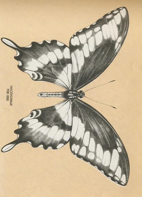 Imageafter Photos Butterfly Drawing Black White Temabina Butterfly Drawing Black And White, Black And White Coloring Pages, Butterfly Caterpillar, Drawing Black And White, Copper Wall Art, Drawing Black, Butterfly Drawing, White Pencil, Insect Art