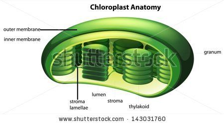 Chloroplasts are the organelles where photosynthetic organisms use photosynthesis. Biology Plants, Cells Project, Cell Organelles, Ap Biology, Email Newsletter Template, Cell Structure, Plant Cell, Photosynthesis, All About Plants