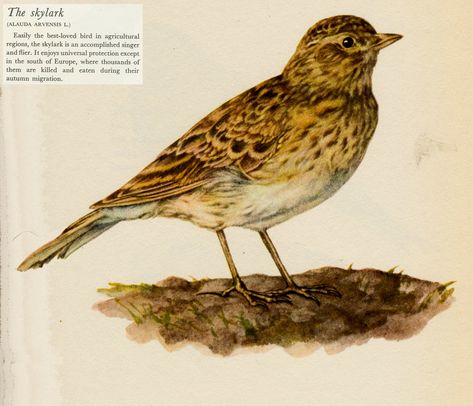 Skylark Bird, Vintage Bird Illustration, Vintage Bird, Skylark, Home Decor Vintage, Bird Illustration, Bird Print, Vintage Birds, Country Home Decor