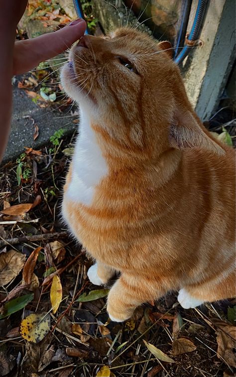 Firbolg Barbarian, Cats Autumn, Autumn Cats, Autumn Cat, Cat Yawning, Bored Jar, Cats Outside, Fall Cats, Cat Light