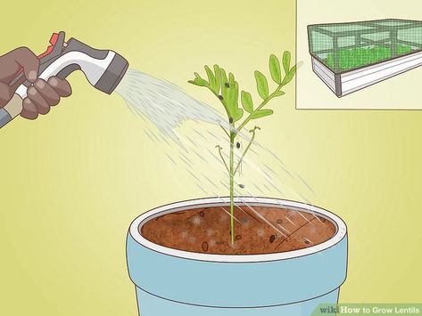 How to Grow Lentils: 12 Steps (with Pictures) - wikiHow Grow Lentils, Dried Lentils, Super Food, 12 Steps, How To Grow, Superfoods, Lentils, To Grow, Seeds