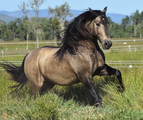 Horses are smart, majestic creatures. Except for the ones that aren't. Twitter user @mckellogs has just posted a thread, portraying the way their family are preparing for the impending snowmageddon, and it's their horse Tango that needs the most attention. Friesian Cross Horse, Buckskin Friesian, Buckskin Horse, Horse Running, Beautiful Horse Pictures, Andalusian Horse, Most Beautiful Horses, Majestic Horse, Horses And Dogs