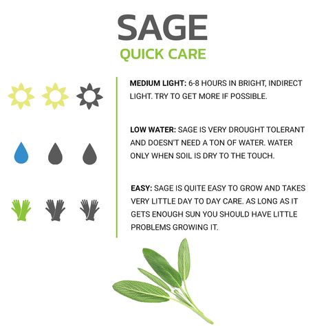 How To Grow Sage Indoors, Herb Care Guide, Growing Sage From Seed, How To Grow Sage, Sage Plant Care, Growing Sage Indoors, Growing Rosemary Indoors, Plant Sanctuary, Grow Sage