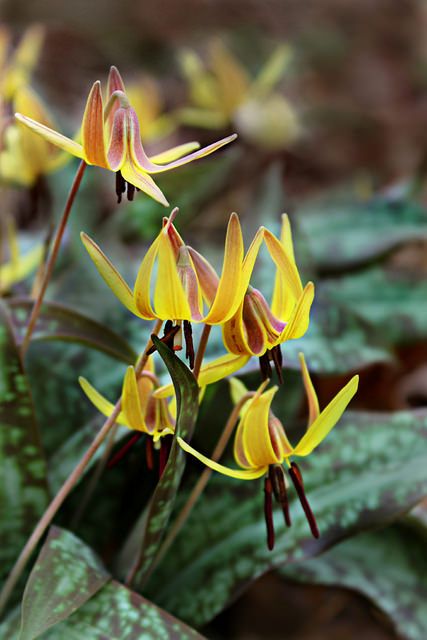 Georgia Wildflowers, Botanical Sleeve, Trout Lily, Georgia Us, Garden Bulbs, Georgia Usa, Pollinator Garden, Hardy Perennials, Planting Herbs