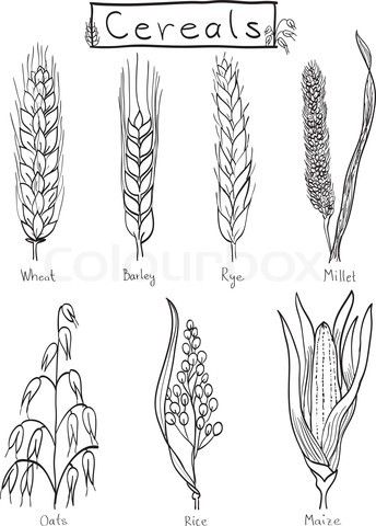 Drawings of grains Wheat Doodle Drawing, Grain Illustration, Wheat Illustration, Barley Plant, Wheat Drawing, Grain Drawing, Wheat Tattoo, Ako Kresliť, Rice Plant