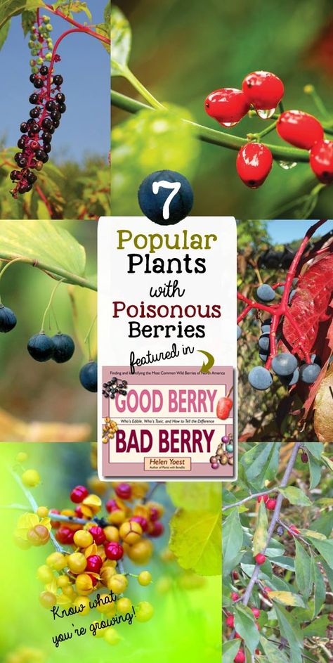 Did you know some popular and common garden plants produce poisonous berries. While some are midly toxic, others can be fatal if ingested. Find out which ones you should look out for! These berries are featured in the new book, Good Berry Bad Berry by Helen Yoest. Beauty Berry Uses, Poisonous Berries, Common Garden Plants, Red Photos, Poison Garden, Popular Plants, Landscape Tips, Wild Foraging, Cozy Garden