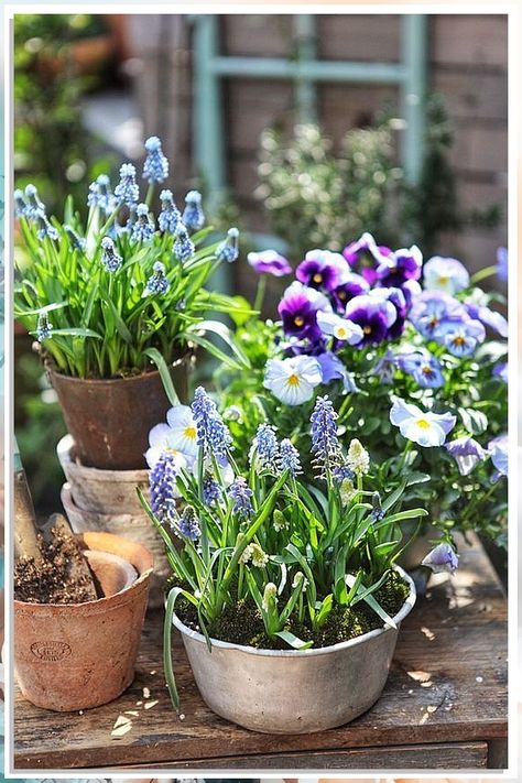 Looking to brighten up your space this spring? Learn how to grow stunning spring flowers with container gardening tips! From tulips to daffodils, discover the best plants for your containers and create a beautiful floral display. Start your container gardening journey today! Wildflower Garden, Garden Containers, Nature Garden, Country Gardening, Spring Garden, Dream Garden, Garden Planning, Backyard Garden, Garden Projects