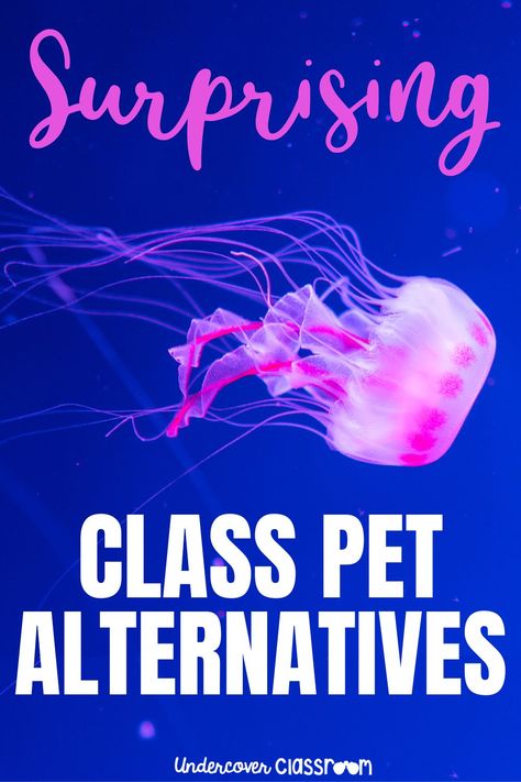 The best classroom pets are engaging and fun, but do class pets always have to be real animals? Here are some suggestions for alternative class pets that you may not have previously considered. Alternative Classroom, Class Pets, Classroom Pets, Real Animals, Toddler Teacher, Class Pet, Live Animals, New Class, Be Real