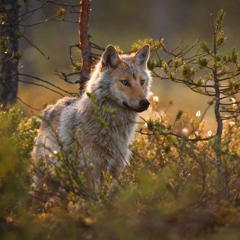 Alpine Forest, North American Animals, American Wildlife, North American Wildlife, American Animals, Boreal Forest, Wild Forest, Bramble, Northern Europe