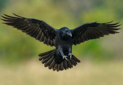 Beauty Of Crow | Facebook Crow Spirit Animal, Crow Photography, Raven Pictures, Bird Puppet, Model Tattoo, Crow Bird, Crow Art, Raven Art, Crows Ravens