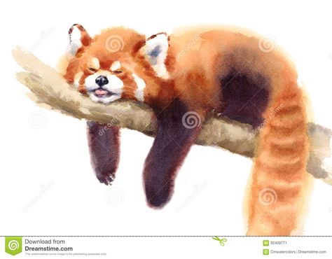 Watercolor Red Panda Sleeping On The Branch Hand Drawn Animal Illustration Isolated On White Background Stock Illustration - Illustration of mammals, background: 92409771 Red Panda Funny, Red Panda Sleeping, Red Panda Art, Panda Sketch, Red Panda Cute, Panda Painting, Panda Illustration, Panda Drawing, Funny Paintings