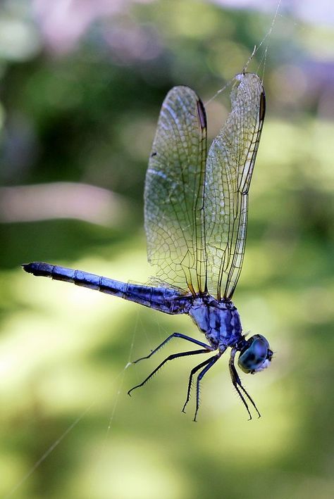 Dragon Flies Art, Dragon Fly Images, Dragon Fly Photography, Dragonfly Quotes, Dragonfly Artwork, Dragonfly Images, Dragonfly Drawing, Dragonfly Photography, Regard Animal