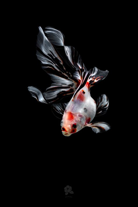 Veiltail Goldfish, Goldfish Species, Ryukin Goldfish, Goldfish Tattoo, Cool Tech Gifts, Public Artwork, Afrique Art, Fish Wallpaper, Photography Series