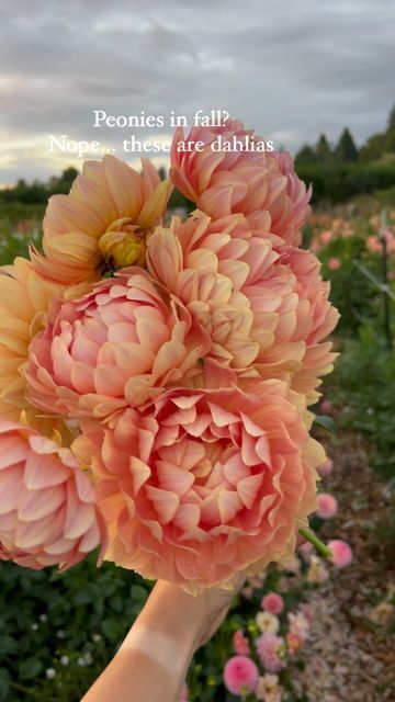 Kelgai Ann Dahlia, Dahlia Types, Waterlily Dahlia, Dahlia Varieties, Cut Garden, Dahlia Flowers, Favourite Flowers, Water Lilly, Flower Farmer