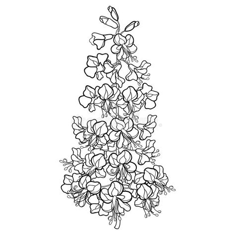 Vector outline Buckeye or Horse chestnut or Aesculus flower bunch in black isolated on white background. Blossoming Chestnut tree. Vector outline Buckeye or royalty free illustration Chestnut Tattoo Design, Chestnut Flower Tattoo, Chestnut Tattoo, Chestnut Flower, Chestnut Tree, Red Chestnut, Horse Chestnut, Tree Vector, Flower Bunch