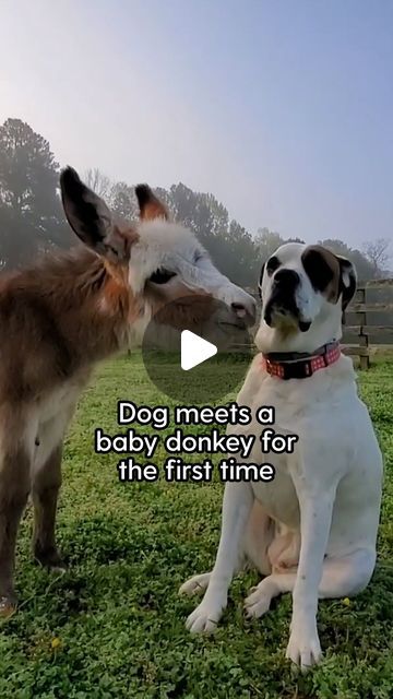 100K likes, 365 comments - thedodo on May 3, 2024: "The cutest meet-cute! When Susan introduced her dog, Colton to Willow, the new baby donkey, she had no idea this would happen ❤️ Keep up...". Animal Videos Cutest, Donkey Doodle, Donkey Videos, Dog Videos Cutest, Donkey Images, Pet Donkey, Mini Donkeys, Donkey Funny, Puppies Cutest