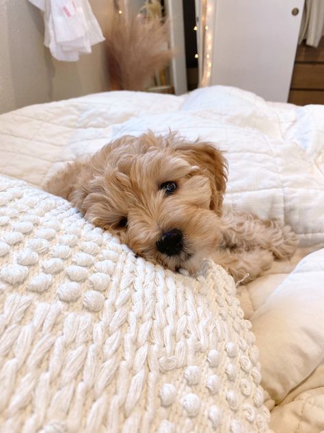 #puppy #puppylove #cavapoo Cockapoo Puppy, Cavapoo Full Grown, Cavapoochon Full Grown, Toy Cavapoo Full Grown, Cavapoo Black And Tan, Brown And White Cavapoo, Teach Dog Tricks, Smartest Dog Breeds, Cute Fluffy Dogs