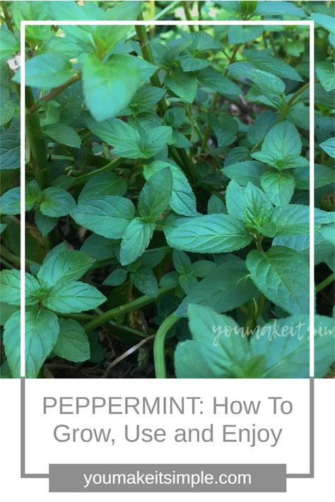 Peppermint Plant Care, How To Care For Peppermint Plant, How To Grow Peppermint, What To Do With Peppermint Leaves, How To Dry Peppermint Leaves, Peppermint Recipes Fresh, How To Harvest Peppermint, Pepermint Plant Benefits, Peppermint Herb Uses