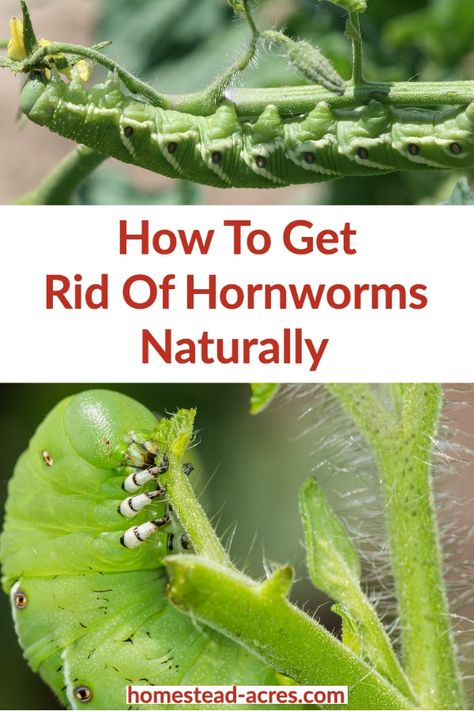 How To Get Rid Of Horn Worms, Horn Worms, Tomato Worms, Tomato Planting, Gardening Tomatoes, Tomato Hornworm, Compost Container, Lawn Pests, Garden Tomatoes