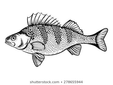 Vector Black and White Perch Fish Illustration White Perch, Perch Fish, Fish Outline, Artsy Tattoos, Musky Fishing, Perch Fishing, Hooked Rugs Primitive, Drawn Fish, Fish Artwork