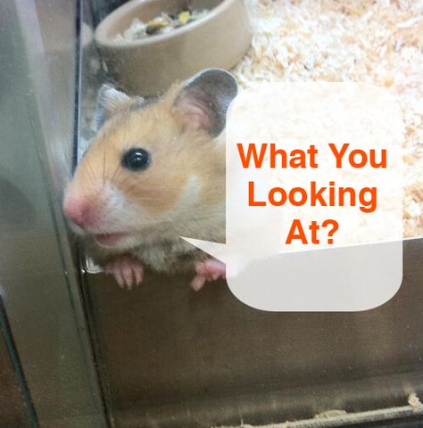 observing hamster behaviors Hamster Stuff, Cute Hamsters, Hamsters, Body Language, The Meaning, Take Care, Meant To Be, Health, Animals