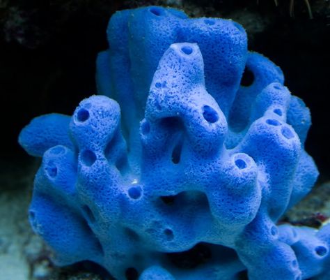 Blue sponge Sea Squirt, Sea Sponge, Sponge Coral, African Cichlids, Ocean Floor, Beautiful Sea Creatures, Reef Aquarium, Underwater Life, Reef Tank