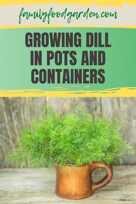 Dill Herb Plant, How To Grow Dill In A Pot, Growing Dill In A Container, Growing Dill Indoors, How To Harvest Dill, Growing Dill From Seed, Harvesting Dill, Planting Ginger, Planting Dill