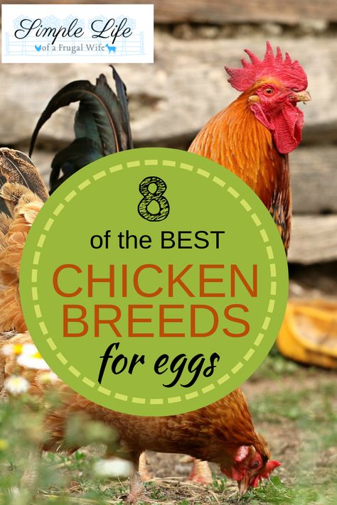 Types Of Laying Hens, Kinds Of Chickens Hens, Laying Hens For Beginners, Different Kinds Of Chickens, Kinds Of Chickens, Chicken Breeds With Pictures, Best Laying Hens, Chicken Breeds For Eggs, Best Chicken Breeds