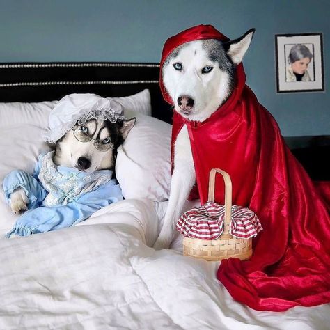 2huskateers Husky Dogs Husky Halloween Costumes, Husky Costume, Cute Dog Halloween Costumes, Cute Dog Costumes, Amazing Halloween Costumes, Diy Dog Costumes, Pet Halloween Costumes, Halloween Costume Contest, Dog Halloween Costumes