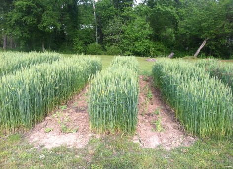 Wheat Garden, Cover Cropping, Growing Grains, Wheat Farming, Beginning Gardening, Growing Wheat, Rotational Grazing, Horse Hay, Winter Wheat