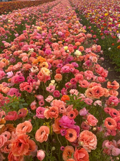 Ranunculus Aesthetic, Ranunculus Field, Dahlia Field, Flower Field Aesthetic, Fields Flowers, Flowers Ranunculus, Ranunculus Garden, Pink Field, Cabaret Costume