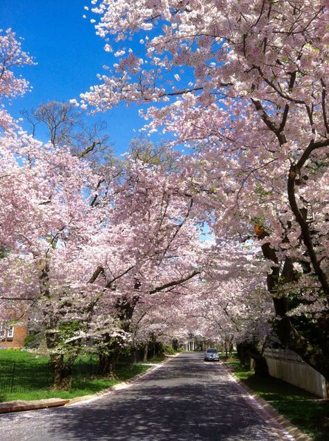 Where to See Cherry Blossoms in DC, Maryland, and Virginia Cherry Blossom Dc, Spring Scenery, Blossom Garden, Cherry Blossom Season, Sakura Tree, Pink Garden, Japanese Cherry Blossom, Cherry Blossom Tree, Blossom Trees