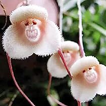 Egret Orchid, Lukisan Van Gogh, Monkey Orchid, Albizia Julibrissin, Orchid Varieties, Orchid Seeds, Strange Flowers, Plantas Bonsai, Rare Orchids