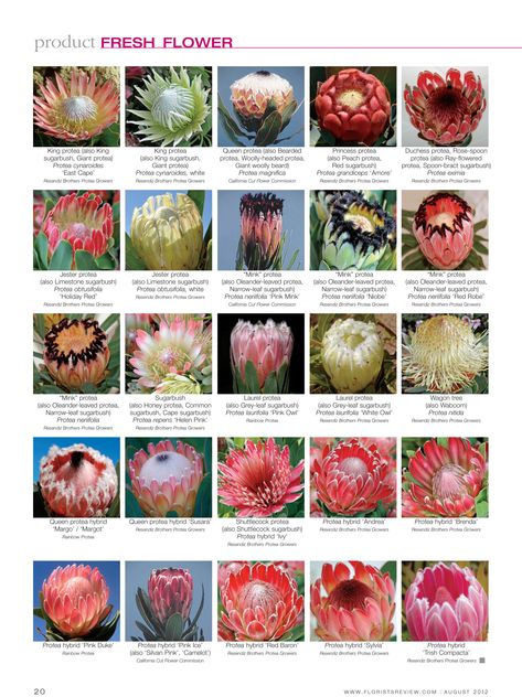 Florists Review - fresh flower: Protea Page 2 of 2 Protea Art, Protea Bouquet, Flower Chart, Flower Identification, Protea Flower, Australian Native Flowers, Australian Garden, Australian Native Plants, Flower Guide