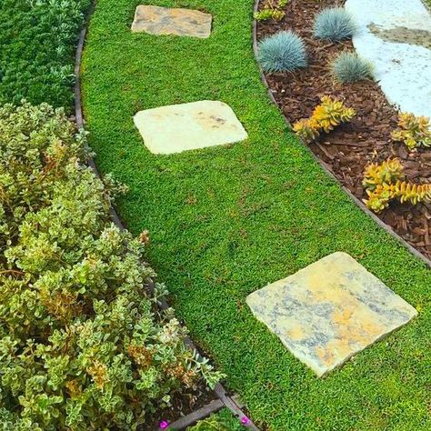 Drought Tolerant Landscape Front Yard, Hammock Area, Drought Tolerant Grass, Grass Alternative, Lawn Alternatives, Ground Covers, Drought Tolerant Landscape, Hillside Landscaping, Sun Garden