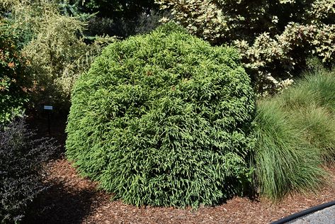 Dwarf Globe Japanese Cedar (Cryptomeria japonica 'Globosa Nana') at Homestead Gardens Poolside Plants, Cryptomeria Japonica, Stump Planter, Tree Stump Planter, Japanese Cedar, Low Maintenance Shrubs, Alpine Garden, Homestead Gardens, Build House