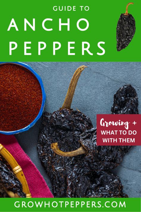 ancho peppers and ground chile ancho powder How To Dry Ancho Peppers, Ancho Chile Recipes, Ancho Peppers, Peppers Growing, Pepper Varieties, Growing Hot Pepper, Chile Recipes, Ancho Chili, Hot Peppers