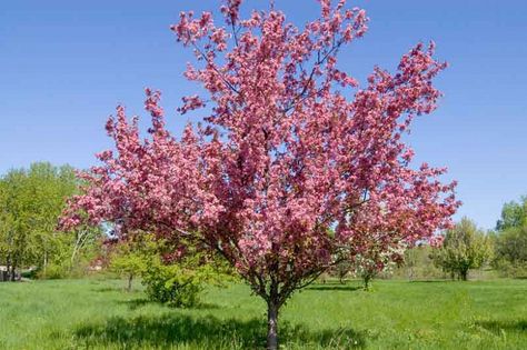 Malus 'Thunderchild' (Crabapple) Crab Apple Tree, Xeriscape Plants, Winter Fruits, Flowering Crabapple, Dark Pink Flowers, Flowering Cherry Tree, Winter Fruit, Southern Garden, Crabapple Tree