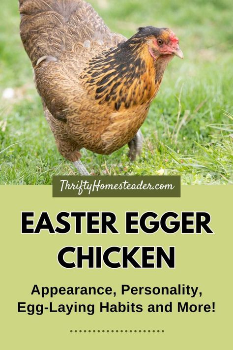 Raising Chickens For Eggs, Chickens For Eggs, Easter Egger Chicken, Raising Turkeys, Urban Chicken Farming, Best Egg Laying Chickens, Easter Eggers, Egg Laying Chickens, Chicken Tractors