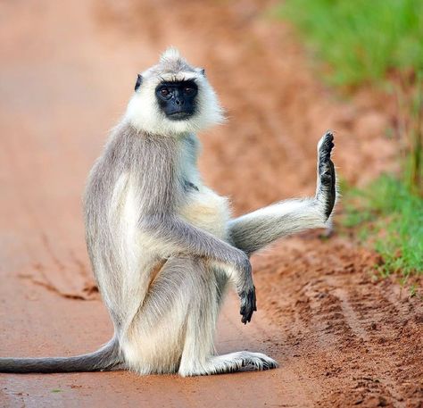 Indian Monkey, Langur Monkey, Monkey Species, Monkey See Monkey Do, Soren Kierkegaard, Bbc Earth, Talk To The Hand, Forest Habitat, Animal Book