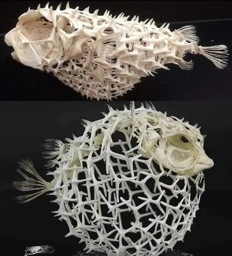 Pelvic Bone, Fish Skeleton, Deep Sea Creatures, Puffer Fish, Underwater Creatures, Jigsaw Puzzles Online, Science Art, Nature Design, Science And Nature