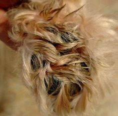 Grooming Shih Tzu, Dog Grooming Shih Tzu, Dog Paw Pads, Shih Tzu Haircuts, Shih Tzu Grooming, Dog Brown, Shih Tzu Funny, Long Haired Dogs, Dog Grooming Tips