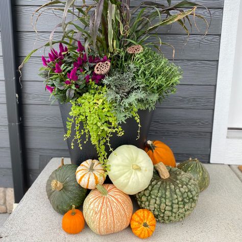 Our self-watering Dot planter cozied up with a family of pumpkins 🎃 It's all about autumn leaves and potted dreams this season 🪴 Stacked Pumpkin Planter, Fall Containers Planters, Planters Idea, Planters Front Door, Fall Annuals, Waterside House, Tall Planters Front Door, Shade Plants Container, Fall Flower Pots