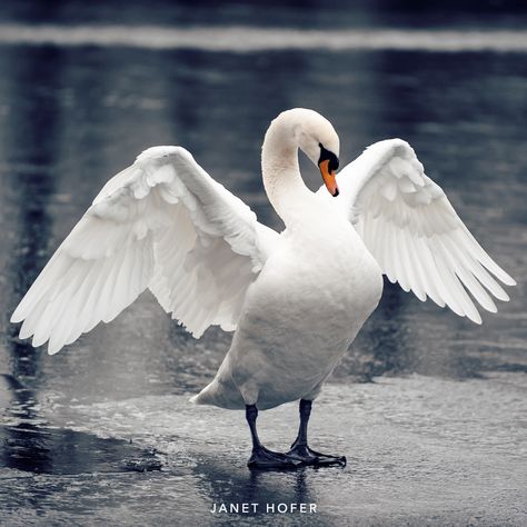 Swan Reference Photo, Swan Front View, Swan Anatomy, Swan Reference, Swan Woman, Swan Flying, Swan Photos, Flying Swan, Swan Photo