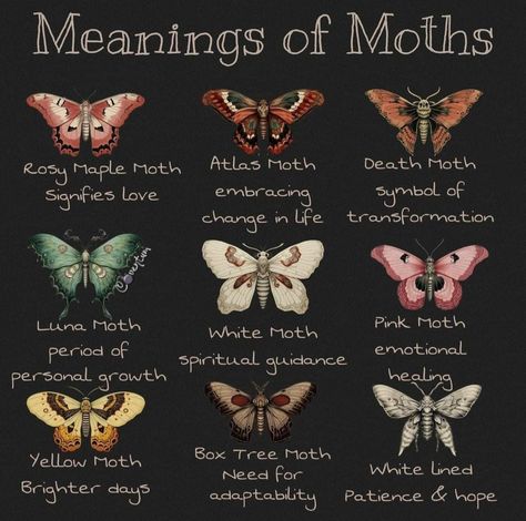 Different Butterfly Meanings, Lunar Moth Meaning, Butterfly And Moth Tattoo, Manga Tattoo Design, Moths Aesthetic, Moth Meaning, Moth Symbolism, Witch Moth, Cute Waifu