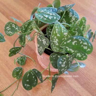 Beautiful satiny gray-green leaves makes Satin Pothos a favorite house plant. It also happens to be easy to grow. Get care tips for light, water and pruning. Pathos Plant, Pothos Care, Pothos Vine, Satin Pothos, Chinese Evergreen Plant, Scindapsus Pictus, Popular House Plants, Heart Leaf Philodendron, Anthurium Plant