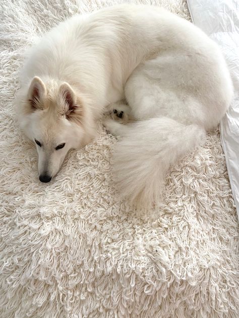 #dog #aesthetic #whiteshepherd #white #fluffy White Fluffy Dog, Cute White Dogs, White Shepherd, Gorgeous Cats, Fluffy Dogs, Heaven Sent, White Dogs, Hercules, White Aesthetic